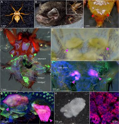 Genome analysis of “Candidatus Aschnera chinzeii,” the bacterial endosymbiont of the blood-sucking bat fly Penicillidia jenynsii (Insecta: Diptera: Nycteribiidae)